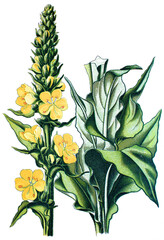 Koenigskerze, Verbascum schraderi