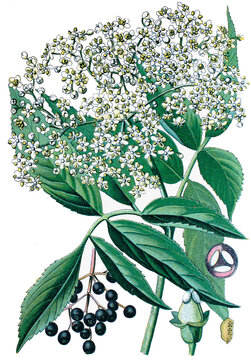 Holunder, Sambucus nigra