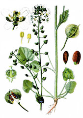 Loeffelkraut, Cochlearia officinalis