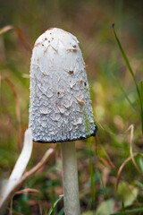 Single Coprinus Mushroom Growing in Green Grass, Natural Wild Fungi Macro Photo