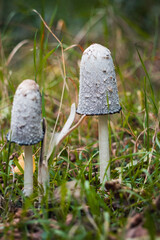 Pair of Coprinus Mushrooms in Green Grass, Wild Nature Scene with Natural Light