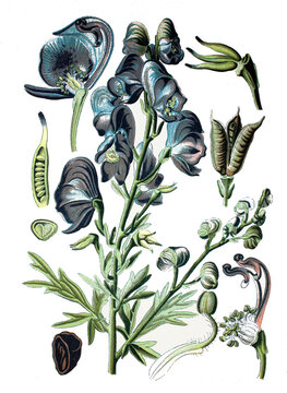 Eisenhut, Aconitum napellus