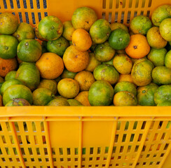 Korean tangerines or Gyul sold in Jeju Island.