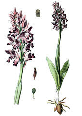 Helm-Knabenkraut, Orchis militaris