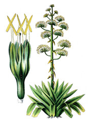 Agave, Agava americana