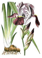Schwertlilie, Iris germanica