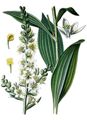 weisser Germer, Veratrum album