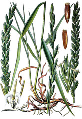 gemeine Quecke, Triticum repens