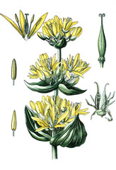 Gelber Enzian, Gentiana lutea