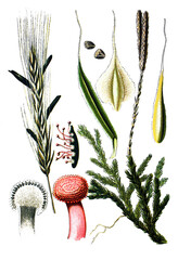 links Mutterkorn, Claviceps purpures. rechts Keulen-Baerlapp, auch Wolfsklaue, Lycopodium clavatum