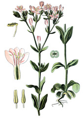 Tausengueldenkraut, Centaurium erythraea