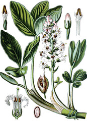 Bitterklee, Fieberklee, Menyanthes trifoliata