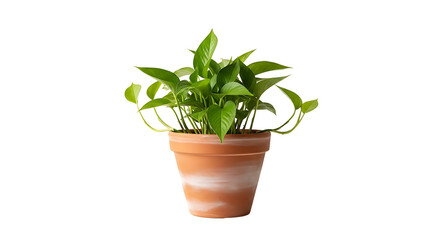 Obraz premium A vibrant green potted plant with trailing vines sits in a rustic terracotta pot against a stark black background