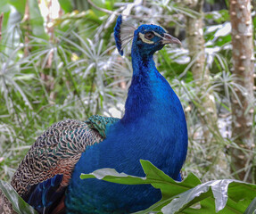 Obraz premium Beautiful and colorful bird that can be seen in the landscapes of the Colombian Coffee Region