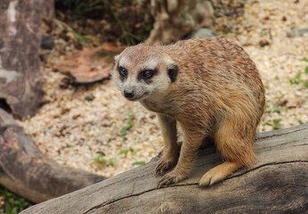 Close-up view of beautiful animals located in zoos of the Coffee Region