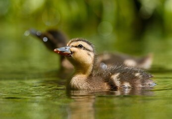 duck in the water