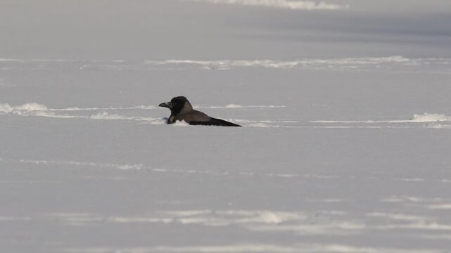 A crow plays in the snow