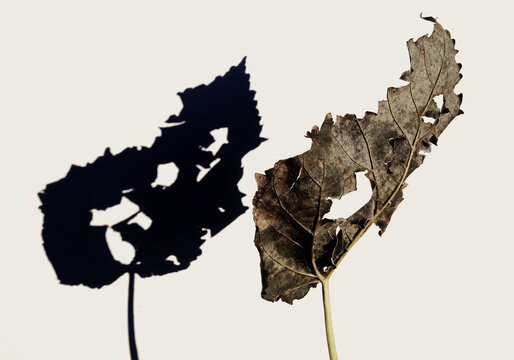 feuille de murier et son ombre , face &agrave; face , effet miroir , lumi&egrave;re solaire ,graphisme , nature , nature morte , hiver , simplicit&eacute; ,les choses simples , botanique ,