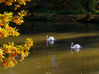 Two white swans swim in a pond in a city park in autumn