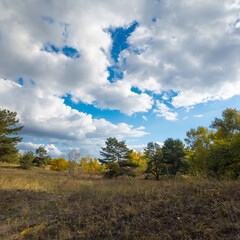 Obraz premium Sunny autumn landscape with dry grassy meadow, mixed forest of pine and deciduous trees, and a winding path under a blue sky with clouds. Peaceful seasonal nature scene with warm light and shadows.