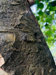 Shot of a yellow spotted stink bug,scientifically known as Erthesina fullo,a species of shield bug in the family Pentatomidae climbing on a tree 