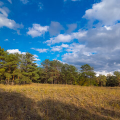 Obraz premium Sunny autumn landscape with dry grassy meadow, mixed forest of pine and deciduous trees, and a winding path under a blue sky with clouds. Peaceful seasonal nature scene with warm light and shadows.