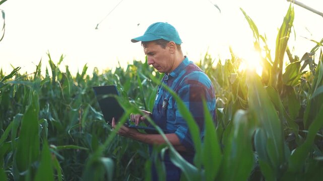 The man in a cap stands in the cornfield with his laptop, as sunlight filters through the cornfield on the man's shirt. The man seems focused while working on the laptop.