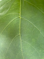 green leaf texture macro