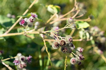 Close-up view of vibrant wildflowers with purple blooms and fuzzy seed pods, surrounded by lush green foliage, showcasing the beauty of nature in a sunny environment