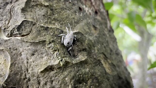 Shot of a yellow spotted stink bug,scientifically known as Erthesina fullo,a species of shield bug in the family Pentatomidae crawling on a tree.