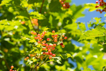 Vibrant clusters of red berries surrounded by lush green leaves under bright sunlight, showcasing the beauty of nature and seasonal growth in a serene outdoor environment