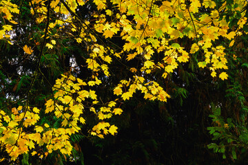 Regnerischer Herbst im Park mit Laub auf Bäumen und Wegen