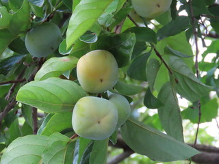 未熟な柿の実のクローズアップ - Close-up of an unripe persimmon
