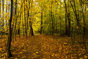 Forest path in autumn park covered with falling leaves. Beautiful woodland landscape during fall season for nature background.