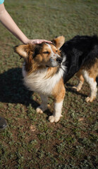 hand is stroking dog Border Collie in sunny field, affectionate pets, unconditional love and the pure joy of human-animal connection.