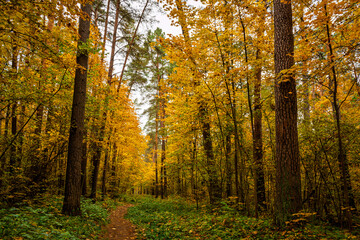 Fototapeta premium Forest path in autumn park covered with falling leaves. Beautiful woodland landscape during fall season for nature background.