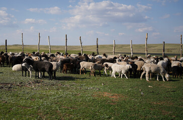 Waiting sheep in a rustic pen suggest a moment of calm anticipation, reflecting the cyclical and predictable patterns of farm life.