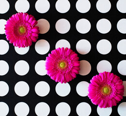 Gerbery różowe na tle białych kropek na czarnym tle © Marlena