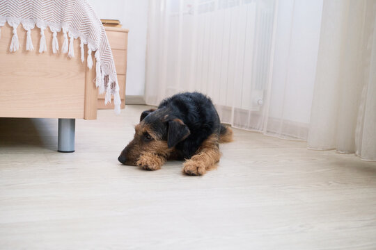 Airedale terrier resting on light wooden floor in cozy bedroom setting.