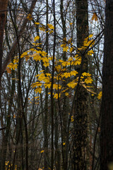 Autumn landscape in late October. Cloudy late autumn.