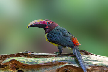 close up of a red billed toucan