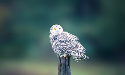 close of a snowy owl