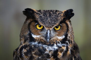 close up of a great horned owl