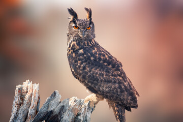 close up of a Eurasian Eagle owl