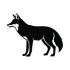 Coyote silhouette standing profile wildlife animal