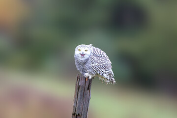 close up of a snowy owl