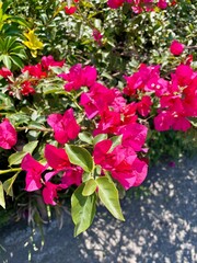 Red flowers in the city parks