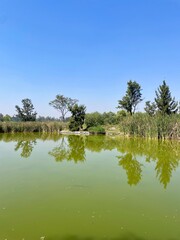 View of the lake in the city park
