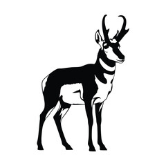 Pronghorn standing silhouette illustration native north american mammal mammal species wild animal savanna