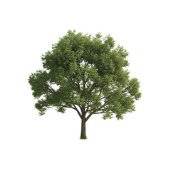 A singular, healthy, mature deciduous tree with lush green foliage and strong trunk, isolated on a pristine transparent plain with studio lighting. Concept of natural perfection